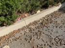 EO acorns on ground 2021.jpg