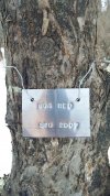 2021 02-26 (ID tags to trees).jpg