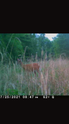 food plot cover 1.png