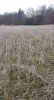 rye cover crop.jpg