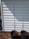 2022 04-09 Crossbow Planted to pot.jpg