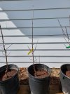 2022 04-09 30-06 planted bare-root to pot.jpg