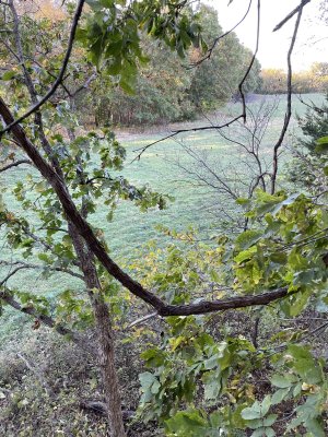 Tree stand view 2.jpg