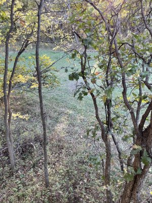 tree stand view.jpg