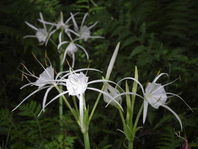 Spider Lilies 2.jpg