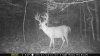 Trail cams 13 192 (Medium).JPG