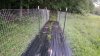 P18 rootstock in fenced shotplot.jpg