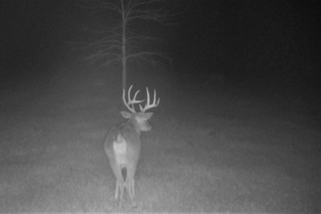 Ghost Buck Night Cam Capture.jpg