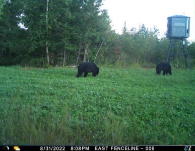 two bears grazing east .jpeg