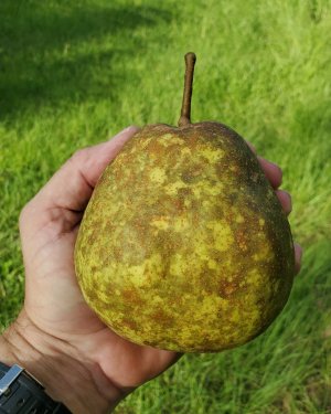Pear.jpg