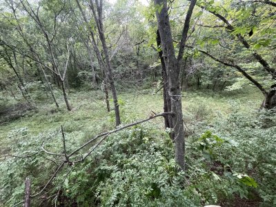 tree stand view kill plot in bedding area.jpg