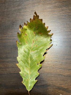 unknown leaf.jpg