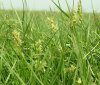 field-sandbur.jpg