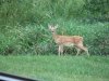 IMG_8057 fawn.jpg