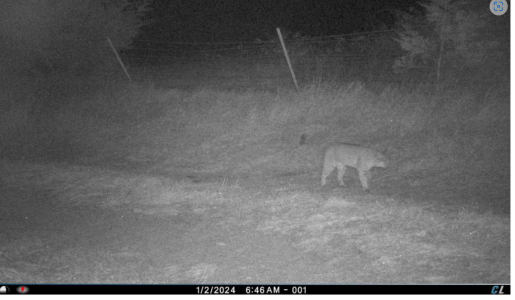 bobcat on trailcam.png
