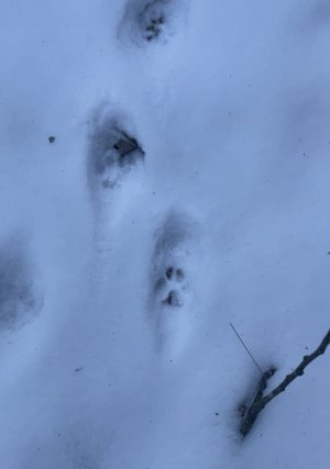 bobcat track in snow.jpg