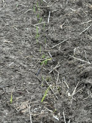 spring oats germinating.jpg