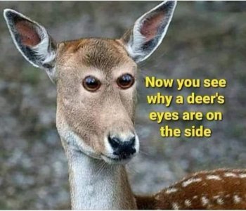 deer eyes.jpeg