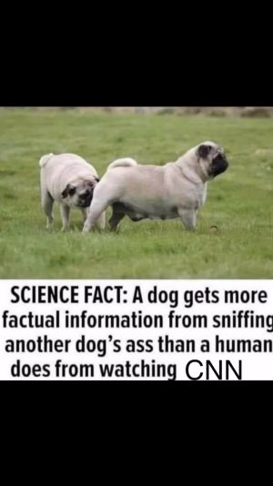 Sniffing CNN.jpeg