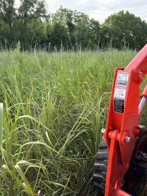 2 yr g and f seed mix native grass.jpg