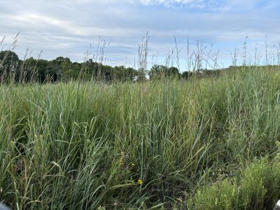 native grass year 2 bigblue 7ft tall.jpg