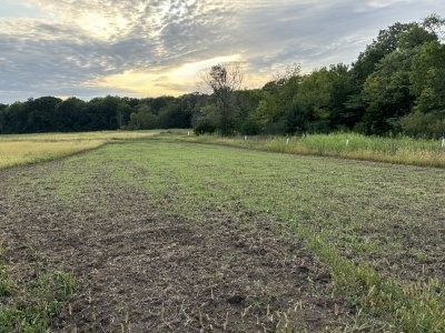 winter wheat oats germinated from tilled plants.jpg