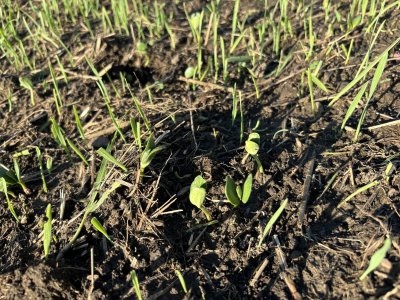 closeup beans and wheat.jpg