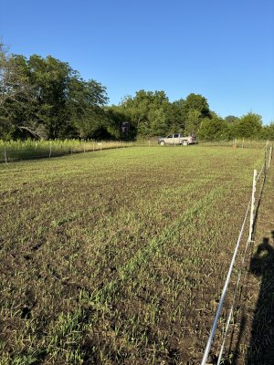 wheatbeans fenced.jpg