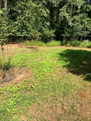 8-27 food plot 3.jpg