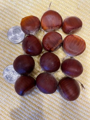 chinese chestnuts 2.jpg