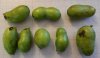 paw paw collected 10-10-2015.jpg