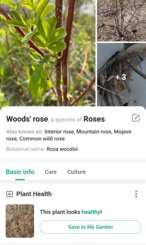 Screenshot_20241209_171211_PictureThis - Plant Identifier.jpg