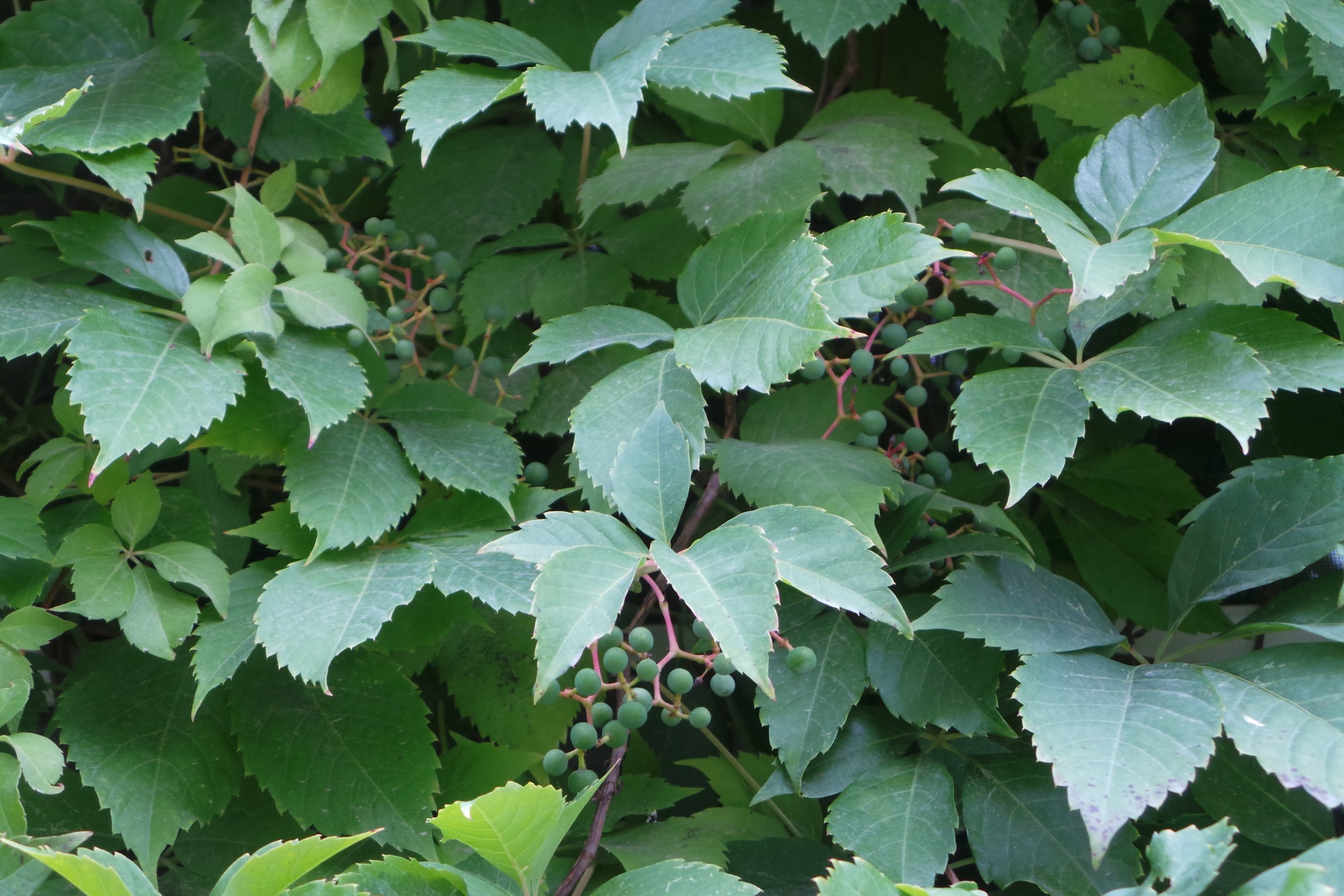 hort.extension.wisc.edu