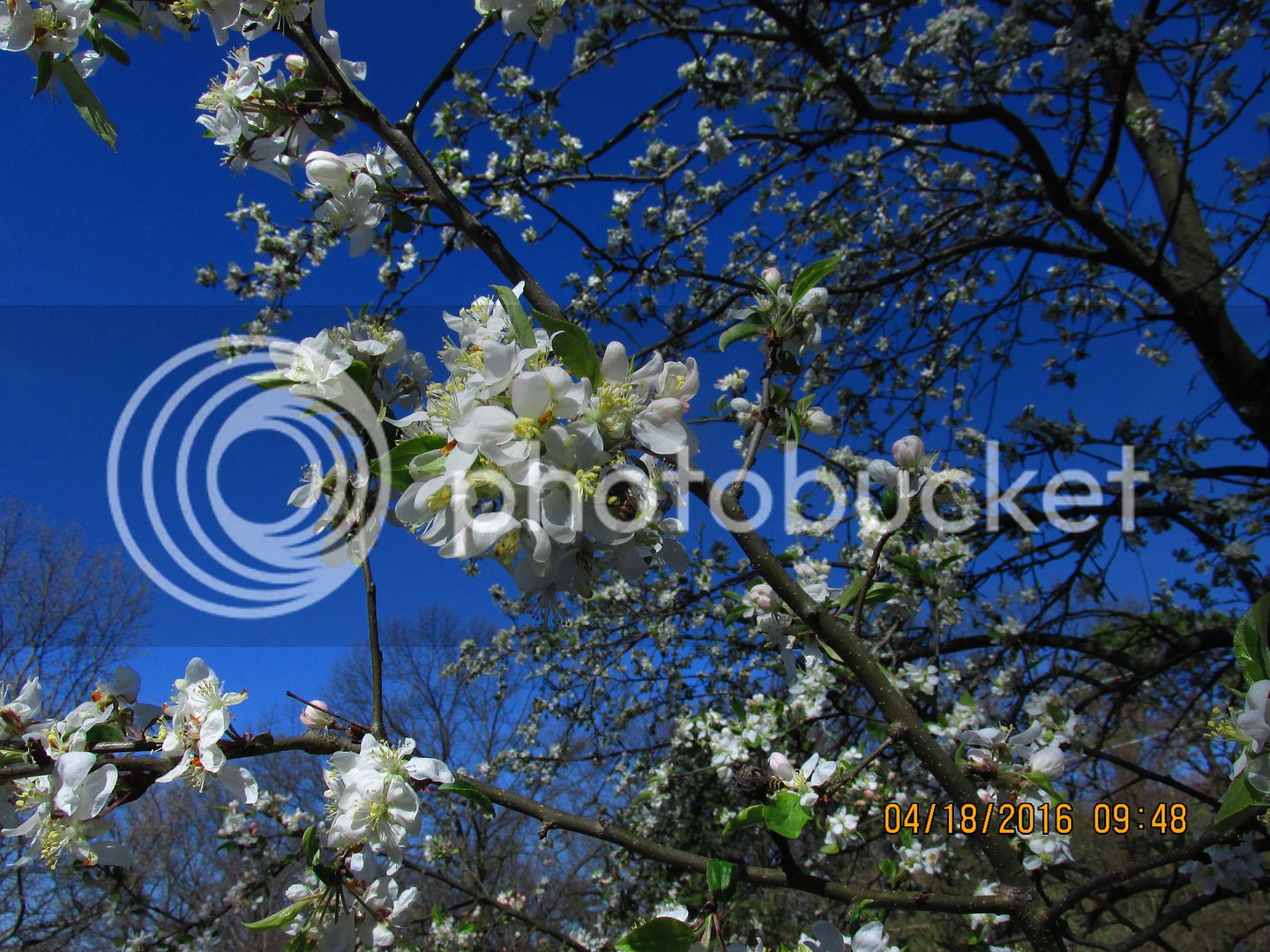 4-18-16%20016_zps8penb9ty.jpg