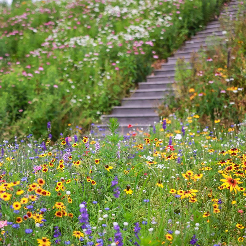 www.americanmeadows.com