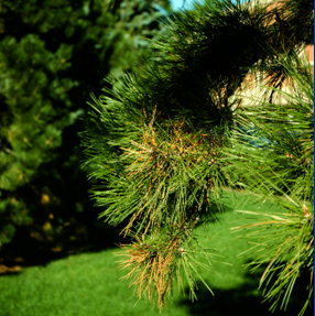 hort.extension.wisc.edu