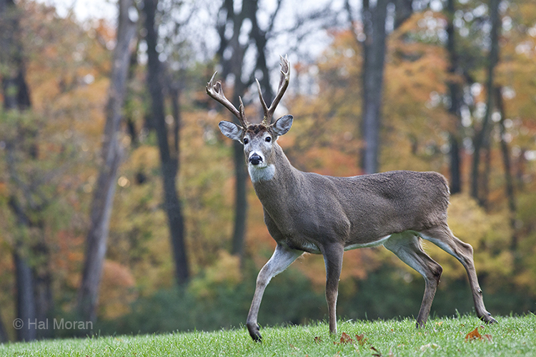 www.deerassociation.com