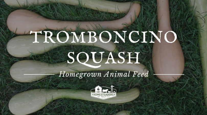 homesteadersofamerica.com