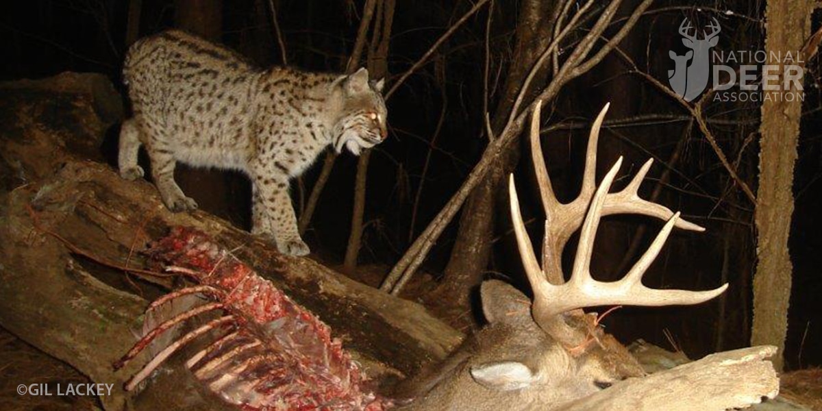 deerassociation.com