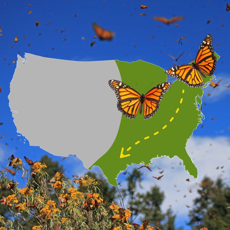 www.americanmeadows.com
