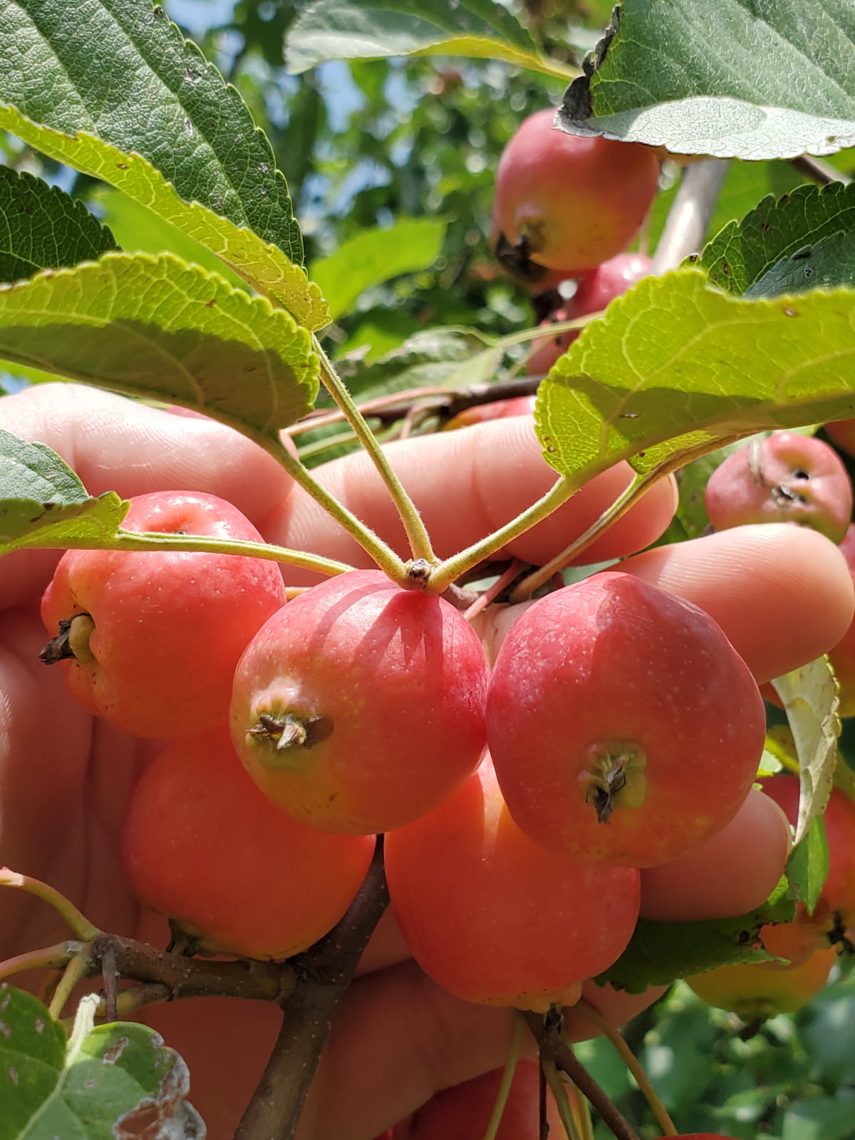 bluehillwildlifenursery.com