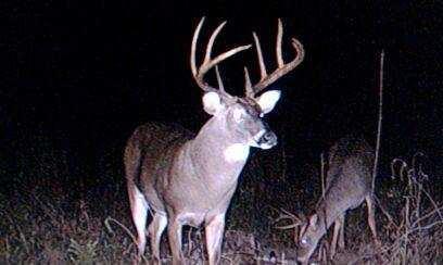 a-massive-buck-caught-on-my-trail-camera.JPG