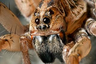 wolf-spider-eyes.jpg