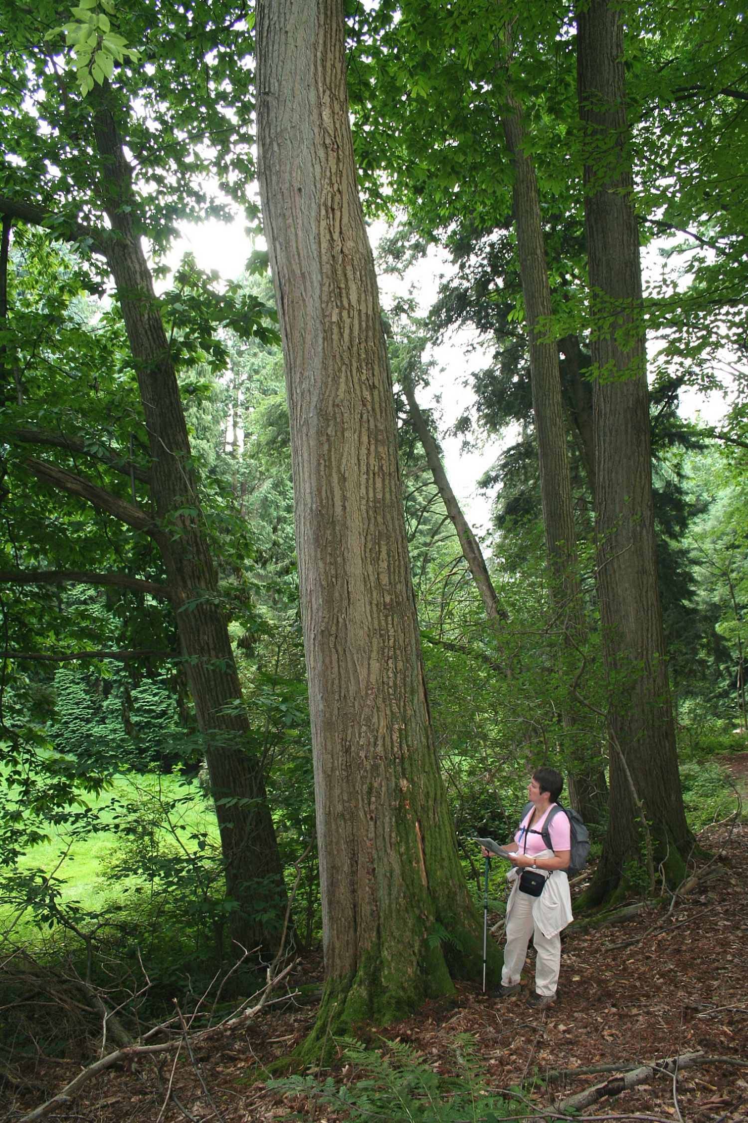 Castanea_dentata_JPG1b.jpg