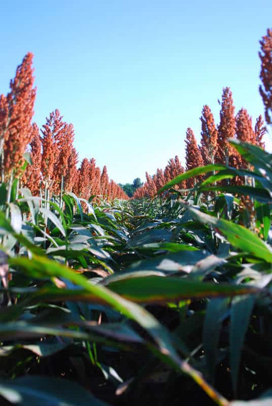 www.johnstonseed.com