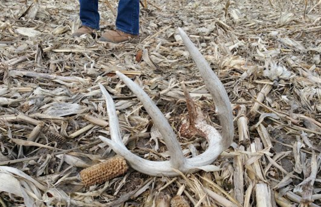 www.deeranddeerhunting.com
