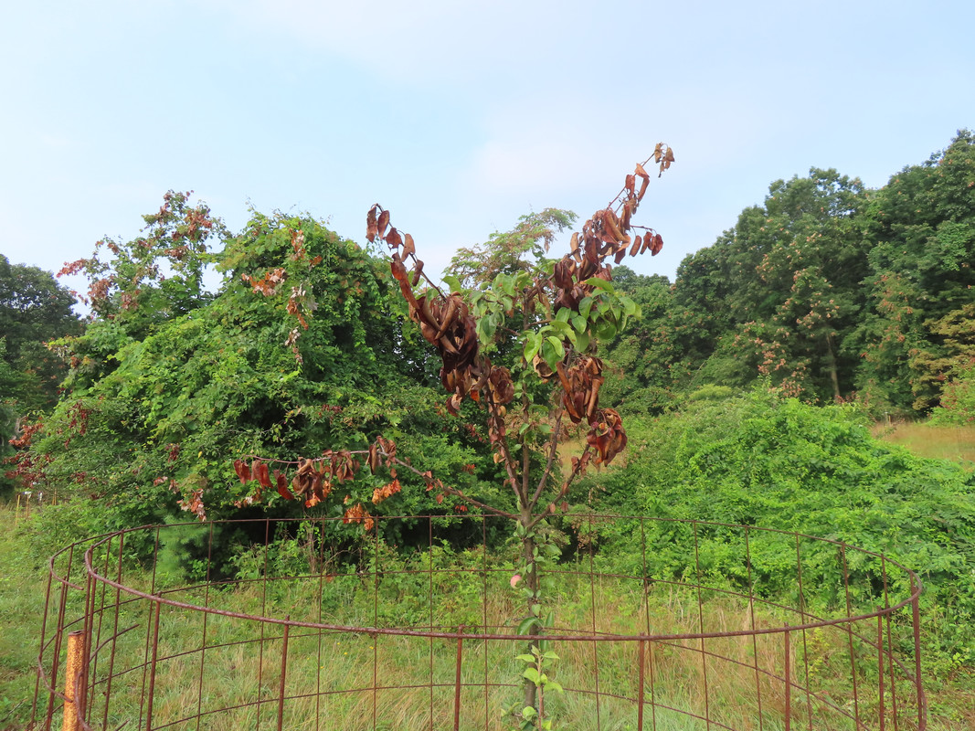 IMG-3087.jpg