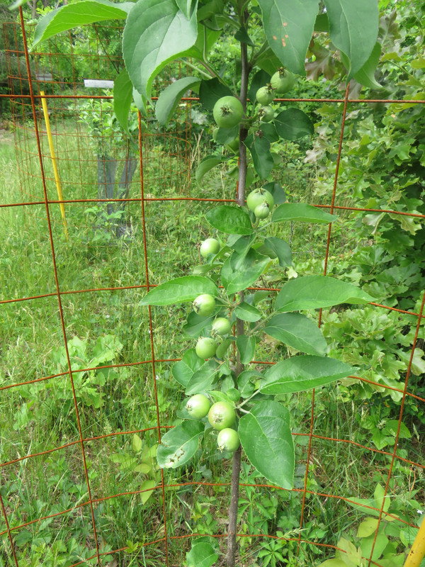 Cochins_Bliss_birdboxes_apple_trees_037.jpg