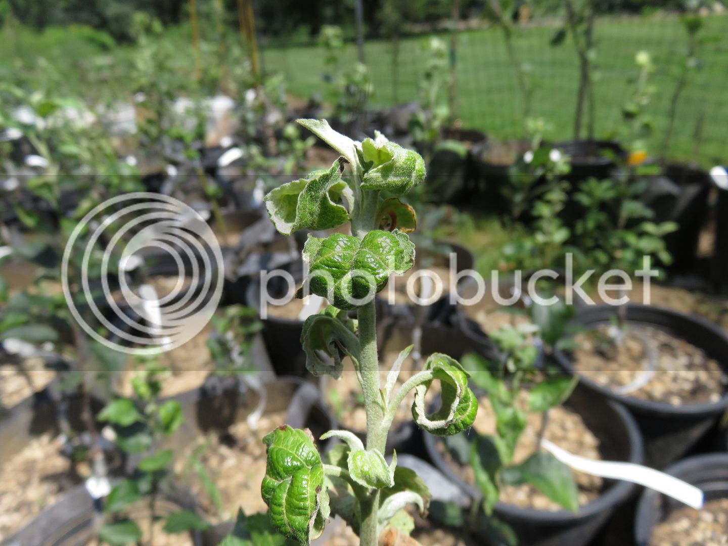 nursery%20%206-26-17%20003_zps7lfojsiv.jpg