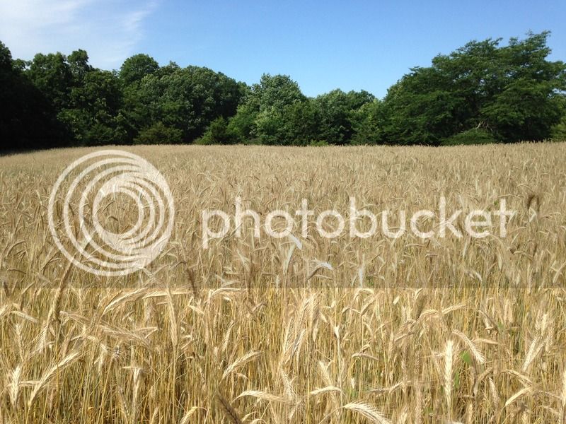 CEEAD675-0FE4-4248-B250-F8C36CED72B0.jpg